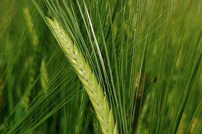 La Ferme de Piamot, farine de blé BIO