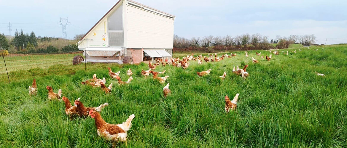 La ferme de piamot et son poulailler mobile