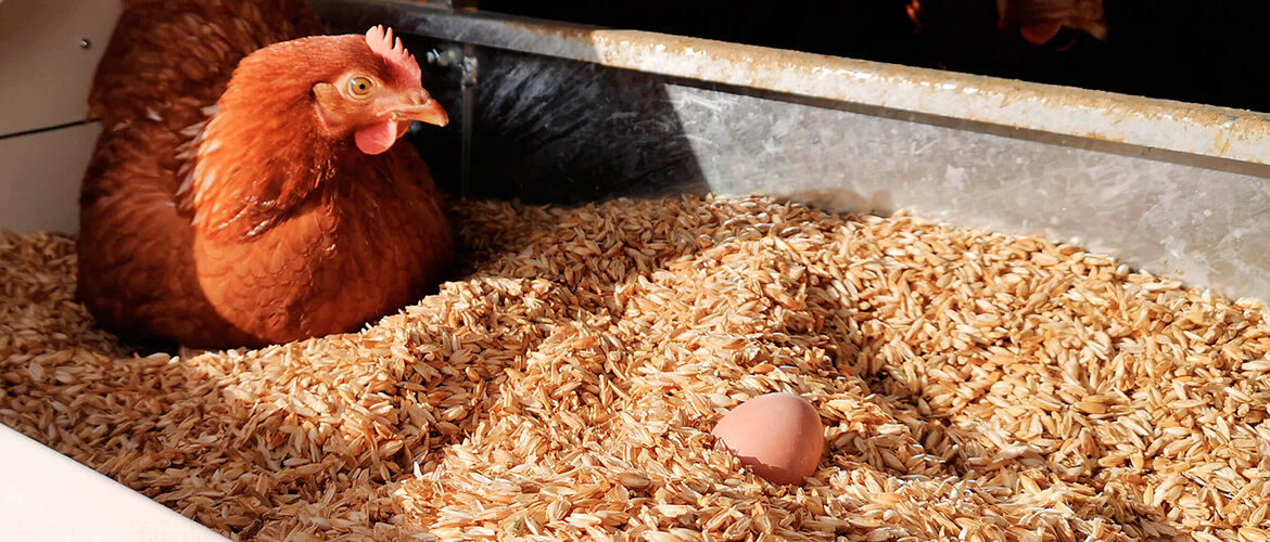 La Ferme de Piamot, oeufs BIO