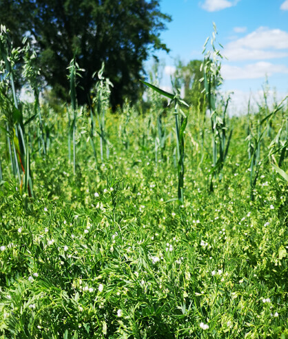 Photo d'un champ de lentilles