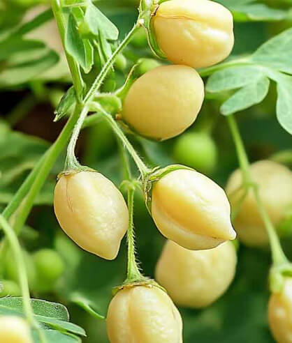 Photo de pois chiche de la Ferme de Piamot